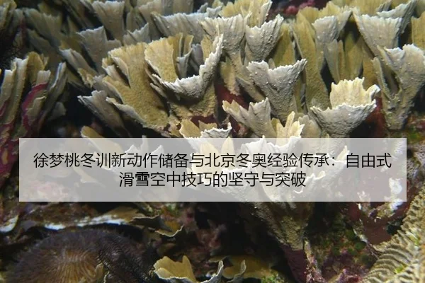 xu-meng-tao-dong-xun-xin-dong-zuo-chu-bei-yu-bei-jing-dong-ao-jing-yan-chuan-cheng-zi-you-shi-hua-xue-kong-zhong-ji-2-507.jpg